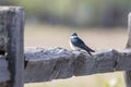 Tree Swallow in Alaska Royalty Free Stock Photo