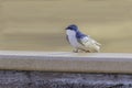 A Tree Swallow in Alaska Royalty Free Stock Photo