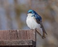 Tree Swallow resting on a Fence in Alaska Royalty Free Stock Photo