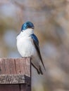 Tree Swallow resting on a Fence in Alaska Royalty Free Stock Photo