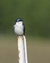 A Tree Swallow in Alaska Perched on a Metal Pole Royalty Free Stock Photo