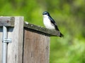 Tree Swallow on nest box in NYS springtime