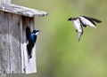 Tree Swallow Nesting Time Royalty Free Stock Photo