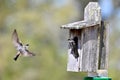 Tree Swallow Nesting Time Royalty Free Stock Photo