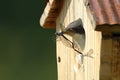 Tree Swallow Nestling Eating A Damselfly Royalty Free Stock Photo