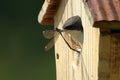 Tree Swallow Nestling Eating A Damselfly Royalty Free Stock Photo