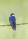 A Tree swallow perched on a wire in Ottawa, Canada Royalty Free Stock Photo