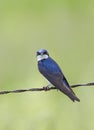 A Tree swallow perched on a wire in Ottawa, Canada Royalty Free Stock Photo