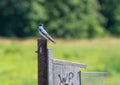 Tree Swallow on Post Royalty Free Stock Photo