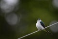 Tree Swallow resting on a wire Royalty Free Stock Photo