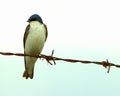 Tree swallow on wire Royalty Free Stock Photo