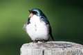 Tree Swallow Singing While Perched on an Old Weathered Wooden Fence Post Royalty Free Stock Photo