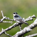 A Tree Swallow Royalty Free Stock Photo