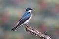 Tree Swallow on a stump