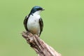 Tree Swallow on a stump Royalty Free Stock Photo