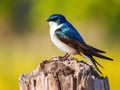 Ai Generated illustration Wildlife Concept of Tree Swallow on a stump Royalty Free Stock Photo