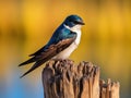 Ai Generated illustration Wildlife Concept of Tree Swallow on a stump Royalty Free Stock Photo