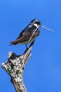 Tree Swallow on a stump with nesting material Royalty Free Stock Photo