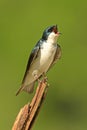 Tree Swallow on a stump Royalty Free Stock Photo