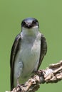 Tree Swallow on a stump Royalty Free Stock Photo