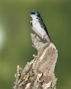 Tree Swallow, Tachycineta bicolor