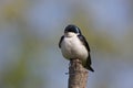 Tree Swallow (Tachycineta bicolor) Royalty Free Stock Photo