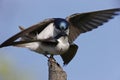 Tree Swallow (Tachycineta bicolor)