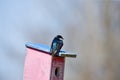 Tree swallow Tachycineta bicolor is a american migratory bird. Royalty Free Stock Photo