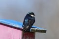 Tree swallow Tachycineta bicolor is a american migratory bird. Royalty Free Stock Photo