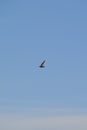 Tree Swallow (Tachycineta bicolor) in flight high above hiking trail at Tiny Marsh Royalty Free Stock Photo