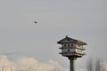 Tree Swallow (Tachycineta bicolor) in flight and perched on birdhouse along hiking trail at Tiny Marsh Royalty Free Stock Photo