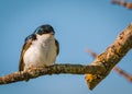 Tree swallow - Tachycineta bicolor male