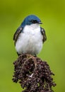 Tree swallow,Tachycineta bicolor is a migratory bird of the family Hirundinidae Royalty Free Stock Photo