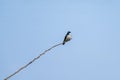 A Tree Swallow Tachycineta bicolor a migratory bird perched high on a long tree branch Royalty Free Stock Photo