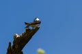 Tree swallow - Tachycineta bicolor Royalty Free Stock Photo
