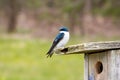 A Tree Swallow Tachycineta bicolor Sits on a Nest Box in Stroud Preserve, Chester County, Pennsylvania, USA Royalty Free Stock Photo