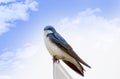 Tree Swallow Royalty Free Stock Photo