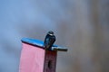 Tree swallow Tachycineta bicolor is a american migratory bird. Royalty Free Stock Photo