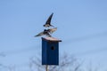 Tree swallow Tachycineta bicolor Royalty Free Stock Photo