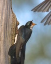 Tree Swallow tachycineta bicolor Royalty Free Stock Photo