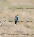 Tree swallow Tachycineta bicolor on a wire fence Royalty Free Stock Photo