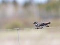 Tree Swallow Tachycineta bicolor  on a wire fence Royalty Free Stock Photo