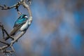 Tree swallow - Tachycineta bicolour male Royalty Free Stock Photo