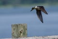 Tree Swallow Taking to Flight from atop a Wooden Fence Post Royalty Free Stock Photo