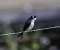 A tree swallow on a wire Royalty Free Stock Photo