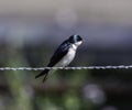 A tree swallow sitting on a wire fence Royalty Free Stock Photo