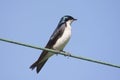 Tree Swallow on a wire Royalty Free Stock Photo
