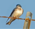 Tree Swallow on a wire Royalty Free Stock Photo