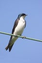 Tree Swallow on a wire Royalty Free Stock Photo