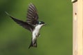 Tree Swallow & x28;tachycineta bicolor& x29;